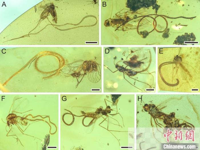 约1亿年前精美琥珀标本“揭秘”线虫寄生行为演化